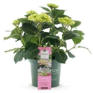Livraison plante Hortensia Magical Jewel Pink – Pot 23 cm – Hauteur 55 cm