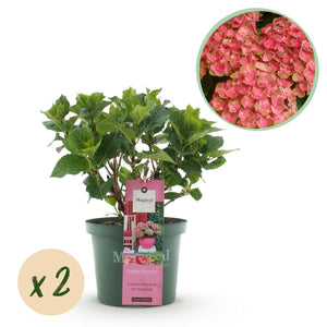 Livraison plante Hortensia oranger Fire