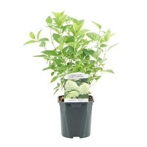 Livraison plante Hortensia Panniculata Limelight – Pot 17 cm – Hauteur 50 cm