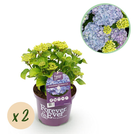 Livraison plante Hortensia pourpre en pot