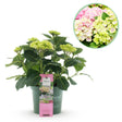 Livraison plante Hortensia rose bijoux en pot