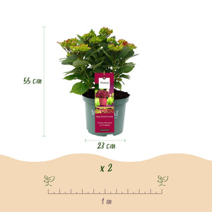 Livraison plante Hortensia Ruby Tuesday&Sapphire – Pot 23 cm – Hauteur 55 cm