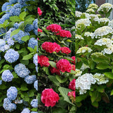 Livraison plante Hortensia Tricolour – Lot de 3 – Pot 17 cm – Hauteur 30 cm
