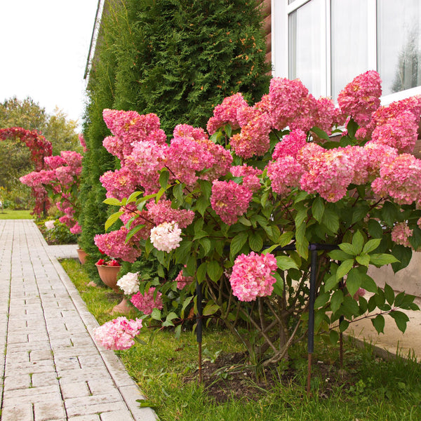 Livraison plante Hortensia Vanille Fraise – Lot de 1 – Pot 17 cm