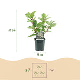 Livraison plante Hortensia Wims Red – Lot de 1 – Pot 17 cm – Hauteur 50 cm