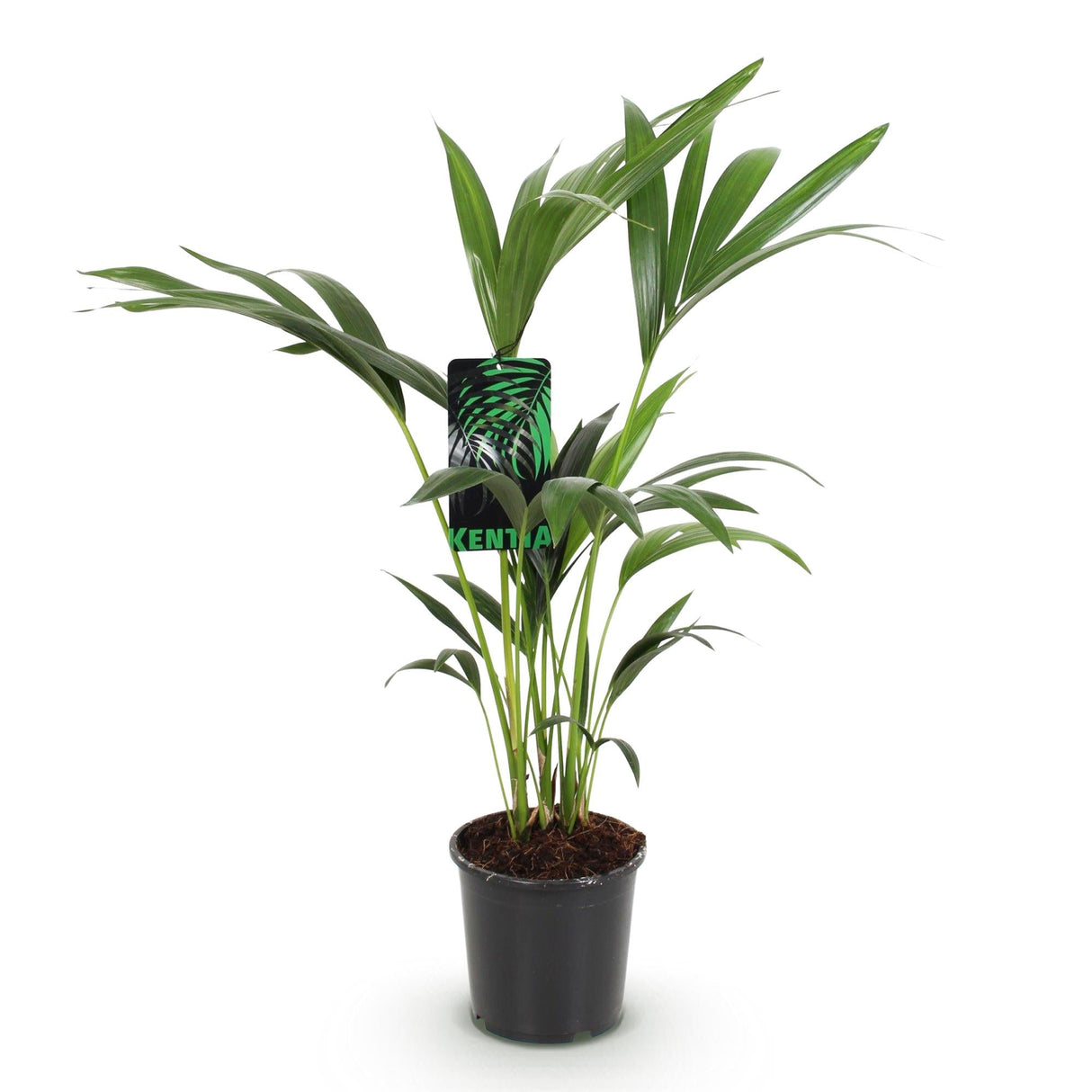 Livraison plante Howea Forsteriana Kentia d17cm H70cm