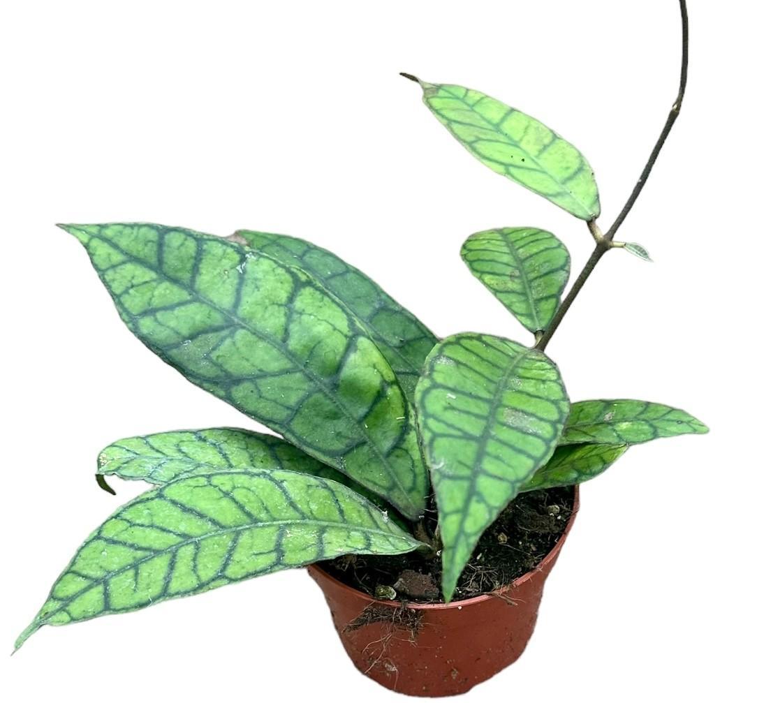 Livraison plante Hoya Callistophylla