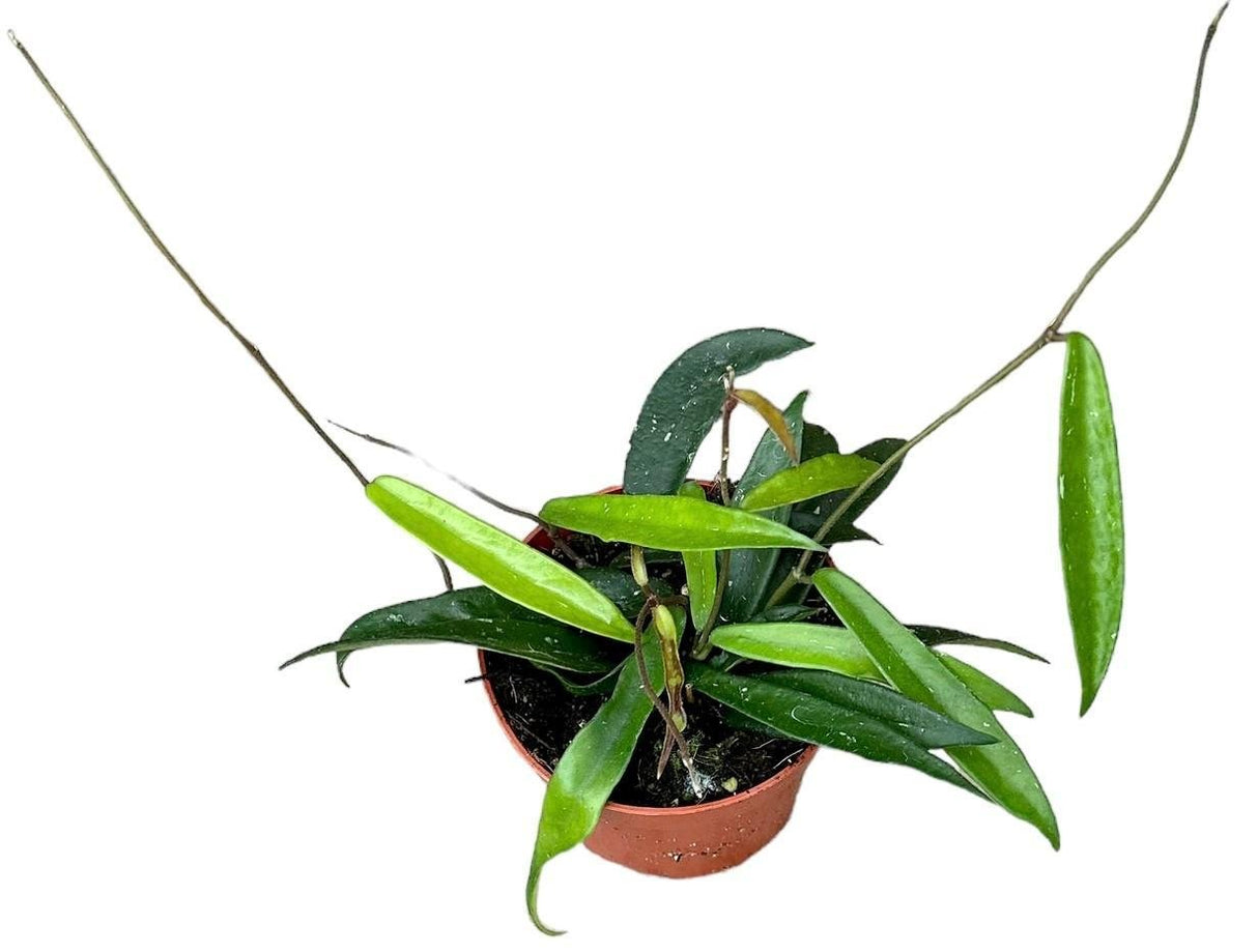 Livraison plante Hoya Minibelle