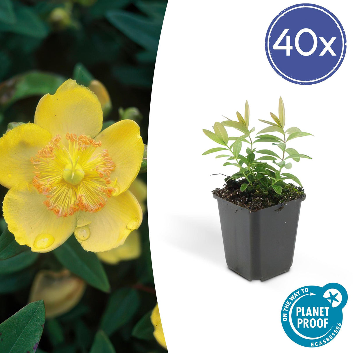 Livraison plante Hypericum calycinum