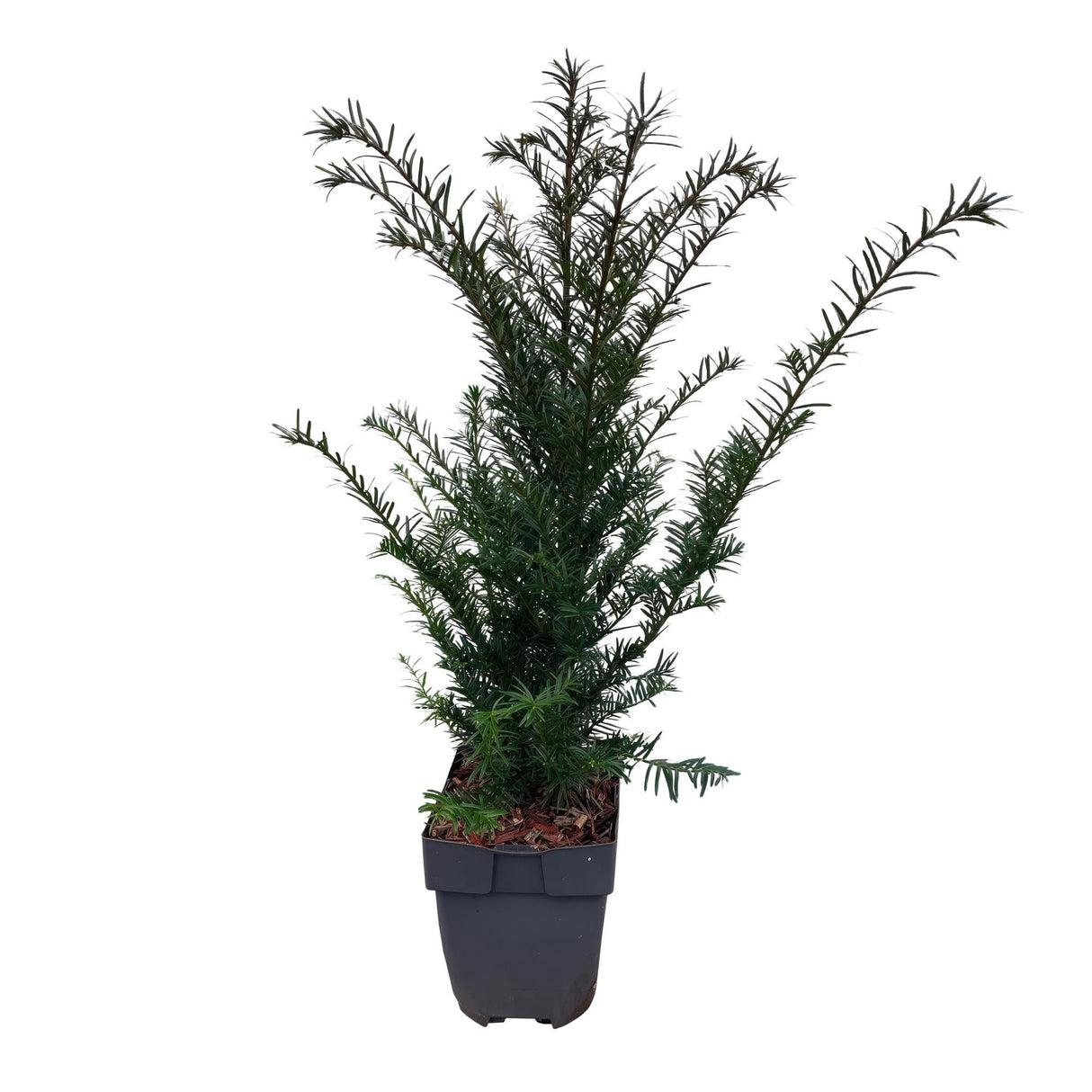 Livraison plante If Taxus baccata – Lot de 6 – Pot 17 cm – Hauteur 60 cm