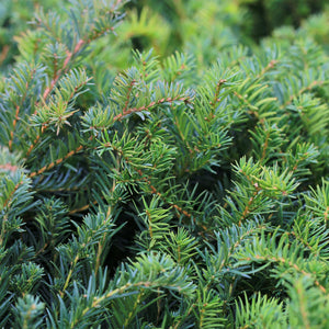 Livraison plante If Taxus baccata – Lot de 6 – Pot 17 cm – Hauteur 60 cm