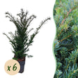 Livraison plante If Taxus baccata – Lot de 6 – Pot 17 cm – Hauteur 60 cm