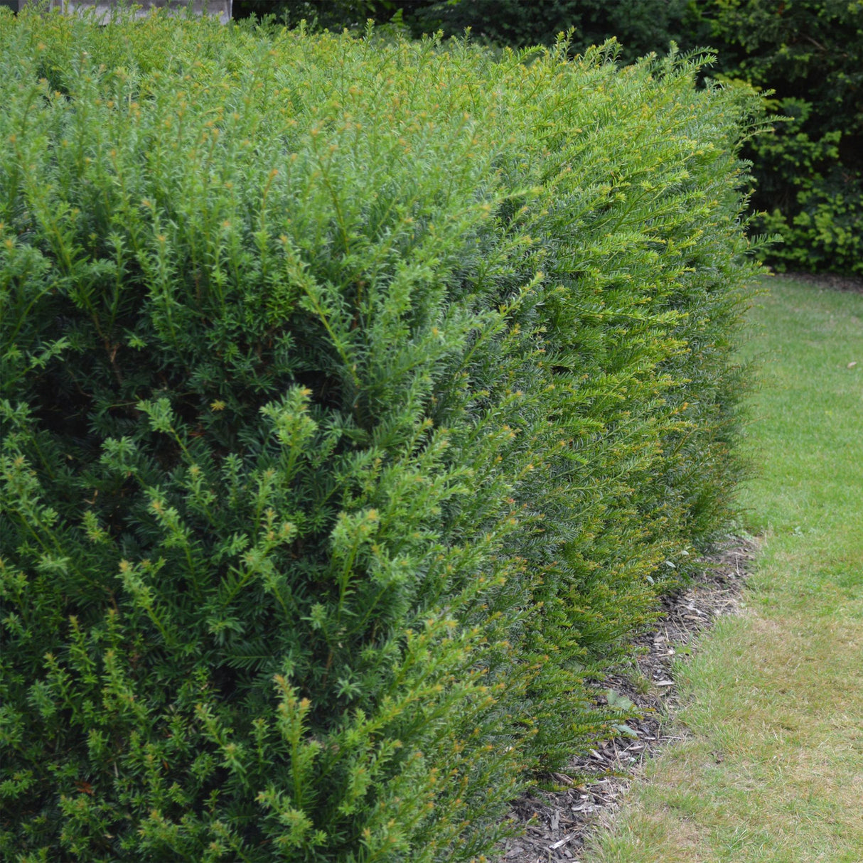 Livraison plante If Taxus baccata – Lot de 6 – Pot 17 cm – Hauteur 60 cm