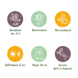 Livraison plante Ilex crenata Caroline Upright – Lot de 8 – Pot 9 cm