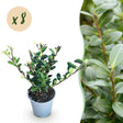 Livraison plante Ilex crenata Caroline Upright – Lot de 8 – Pot 9 cm