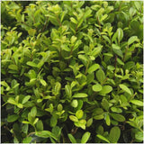 Livraison plante Ilex crenata 'Jenny' - lot de 48 - Ø7cm - ↕25 cm - plante de haie