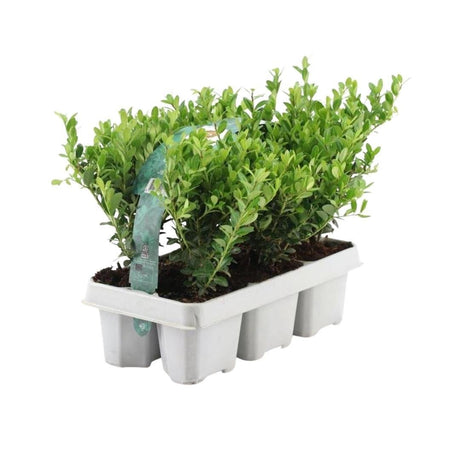 Livraison plante Ilex crenata 'Jenny' - Lot de 6