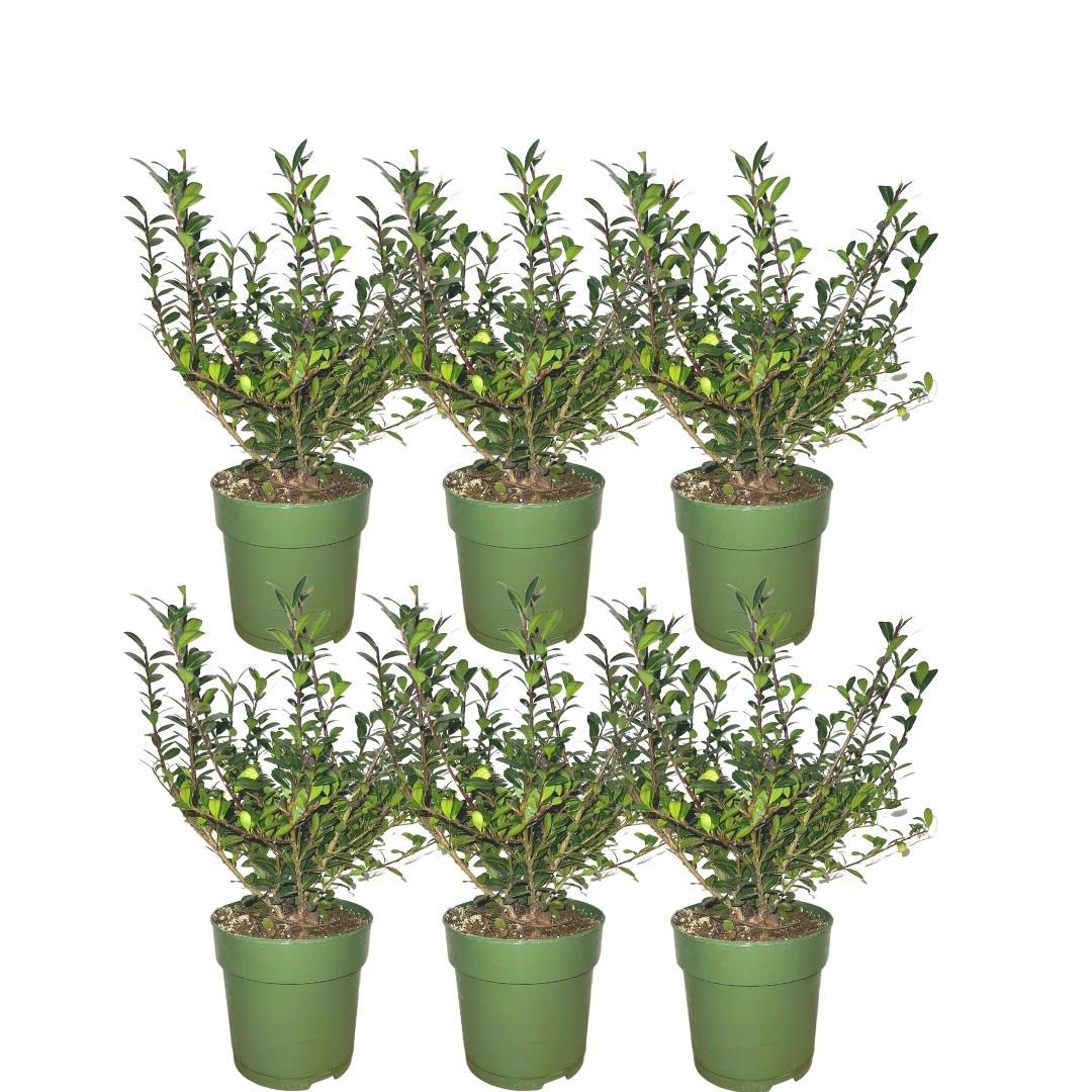 Livraison plante Ilex crenata 'Jenny' - Lot de 6