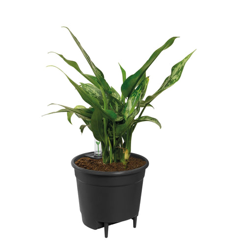 Livraison plante Insert Auto - Irrigant - 28 cm