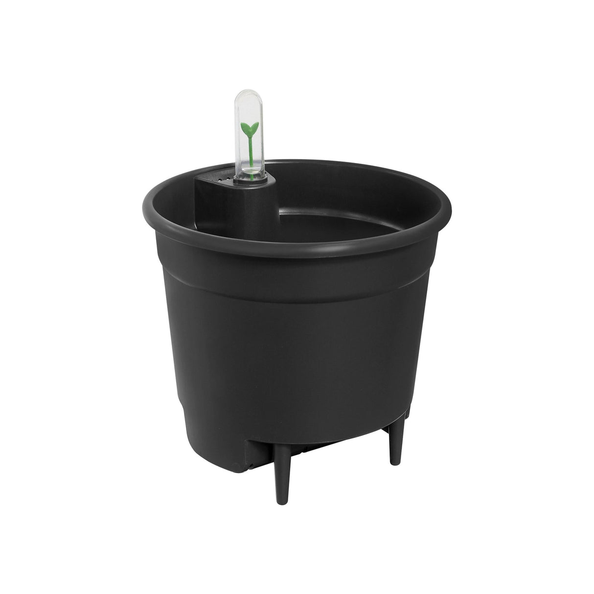 Livraison plante Insert Autonome - 43 cm