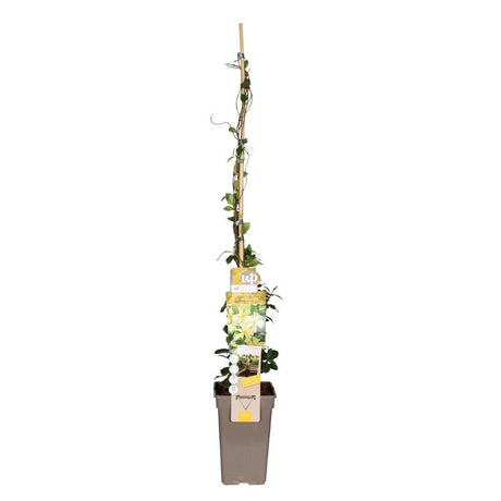 Livraison plante Jasmin étoilé de toscane - plante grimpante fleurie