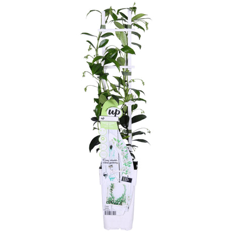 Livraison plante Jasmin étoilé - lot de 2 jasmins