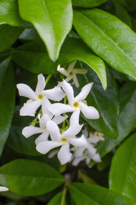 Livraison plante Jasmin étoilé - lot de 2 jasmins