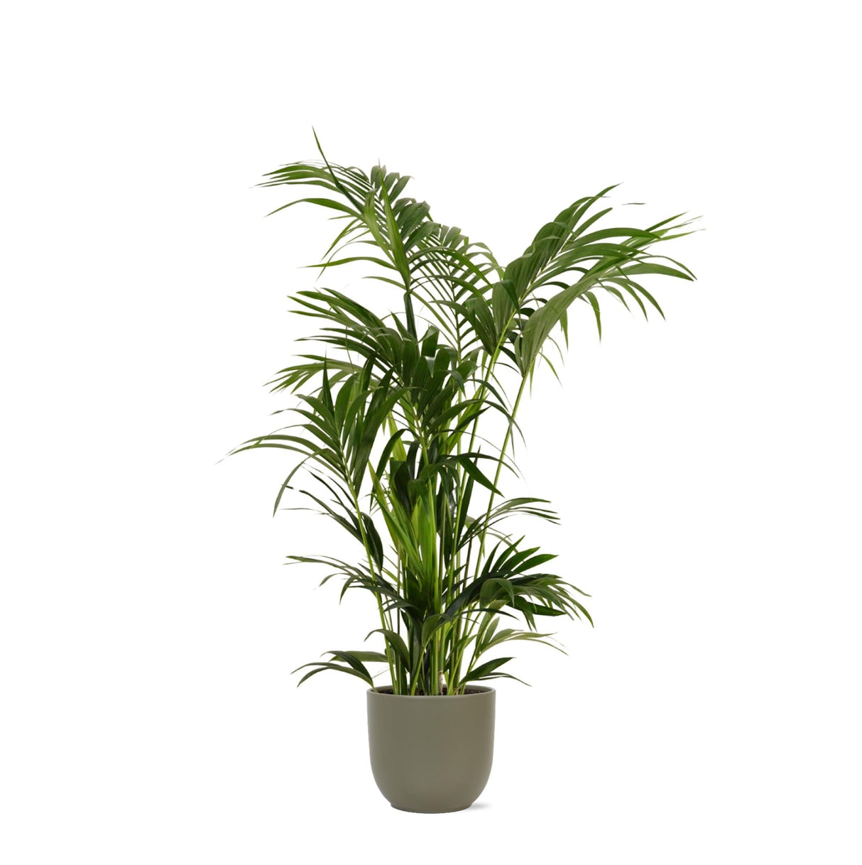 Livraison plante Kentia Palm et son pot