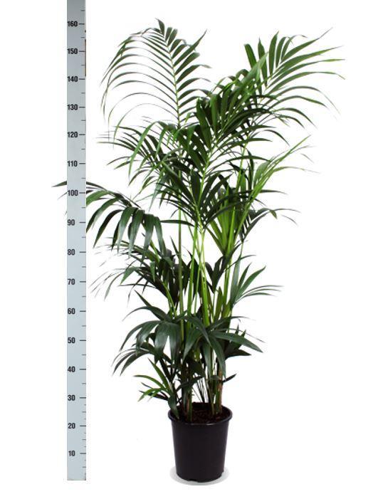 Livraison plante Kentia Palm et son pot