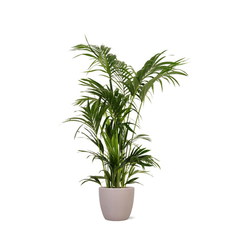 Livraison plante Kentia Palm et son pot