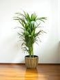 Livraison plante Kentia palmier