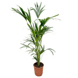 Livraison plante Kentia palmier