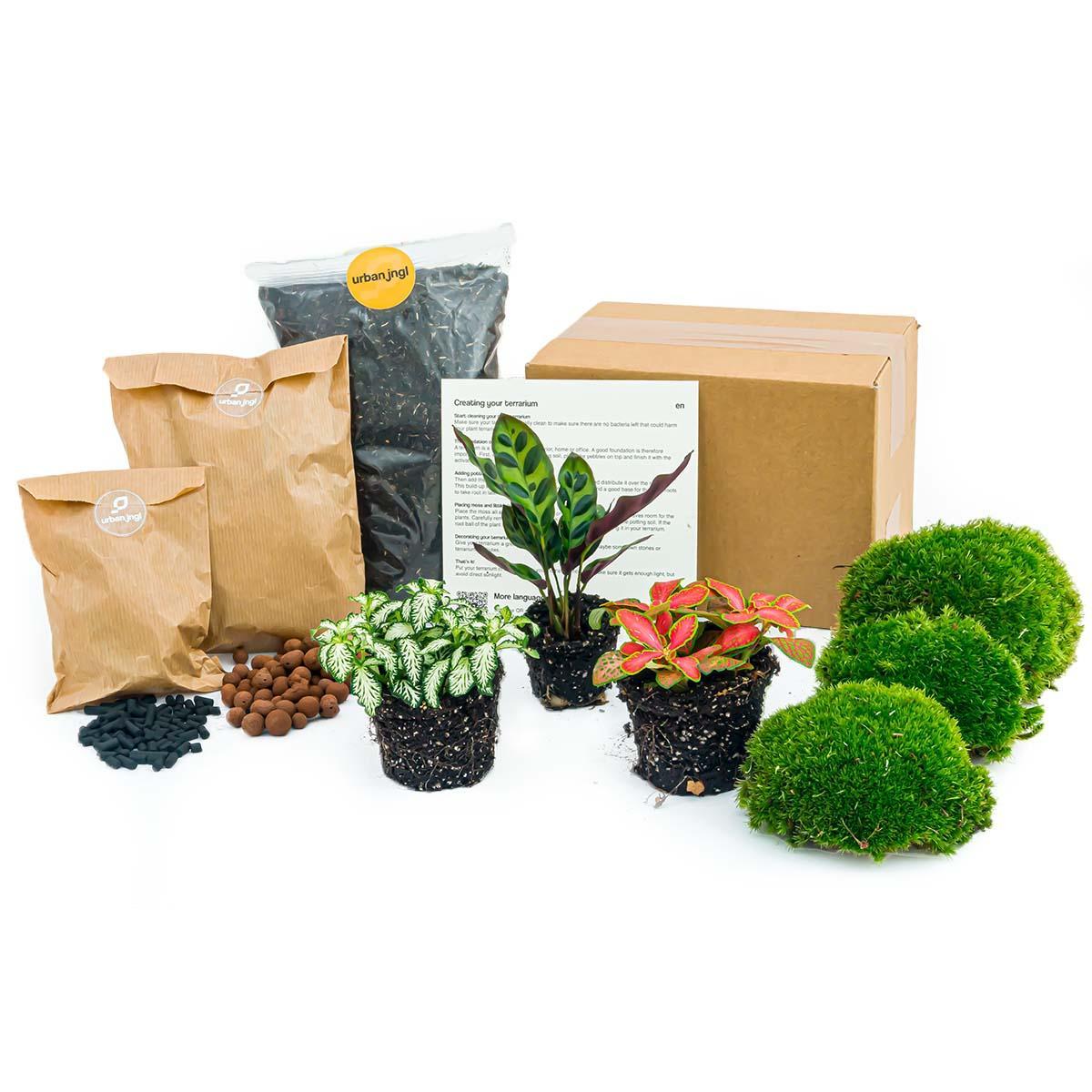 Livraison plante Kit rempotage plantes pour terrarium