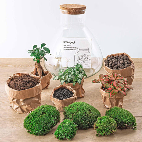 Livraison plante Kit Terrarium DIY 3 plantes - SAMOS