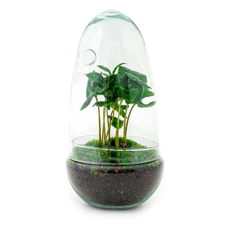 Livraison plante Kit Terrarium DIY - ALMA