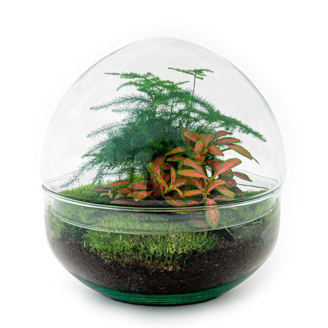 Livraison plante Kit Terrarium DIY - DOME