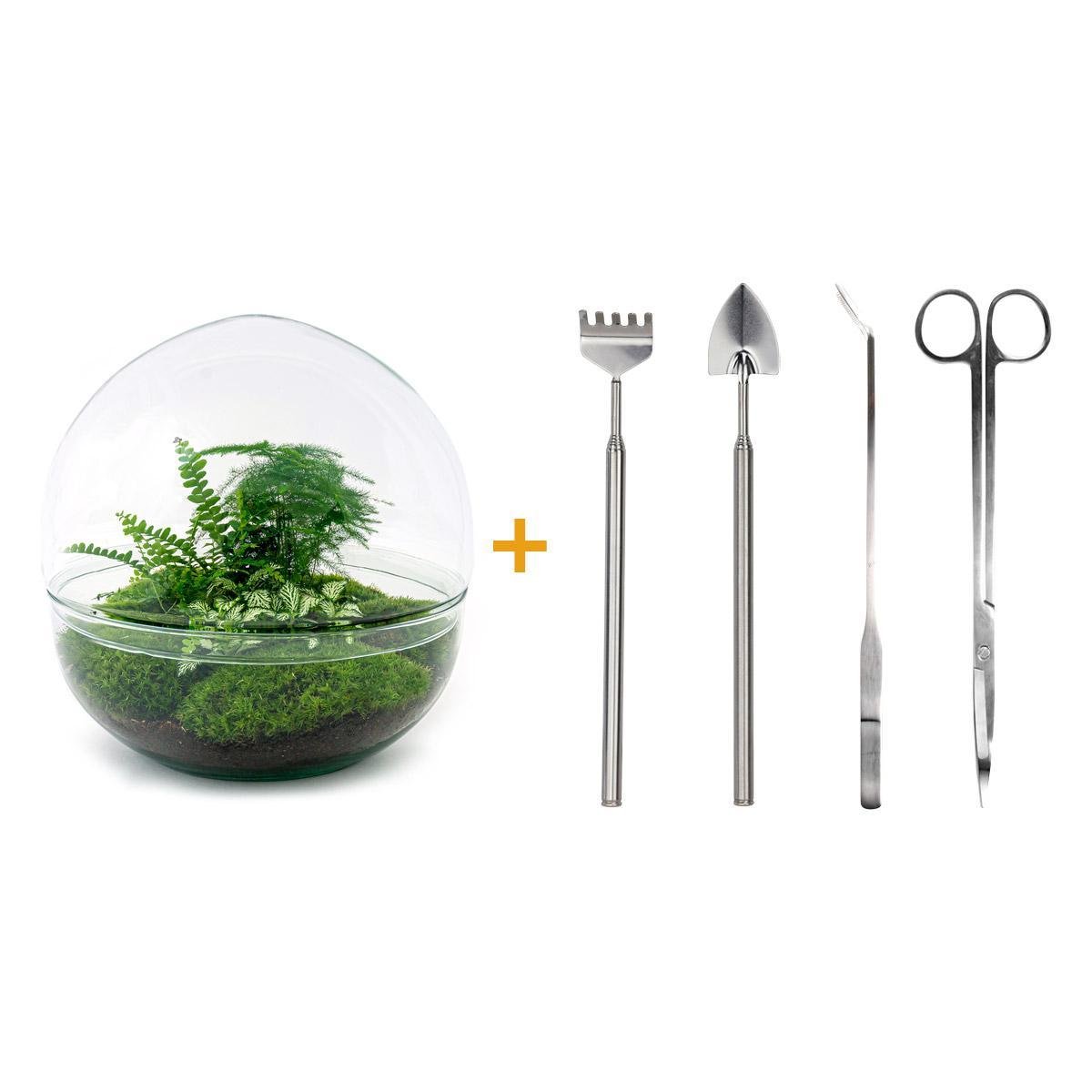 Livraison plante Kit Terrarium DIY - DOME XL