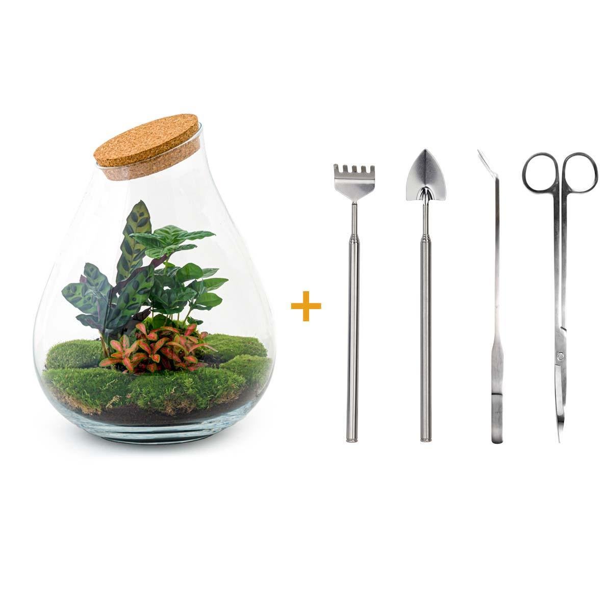 Livraison plante Kit Terrarium DIY - DOORN