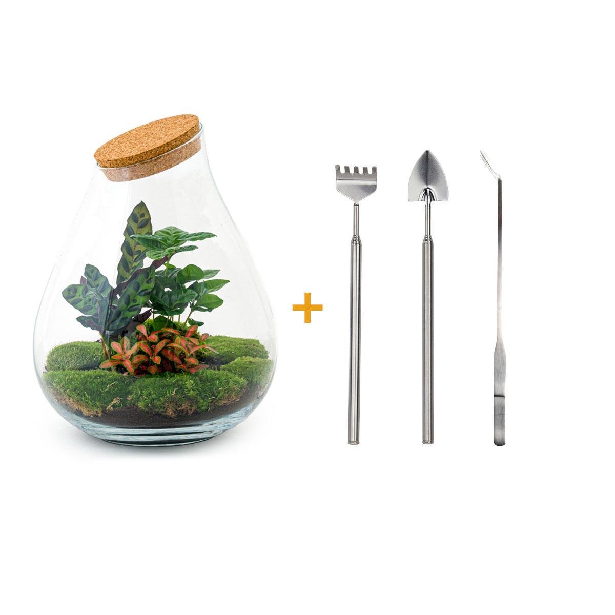 Livraison plante Kit Terrarium DIY - DOORN