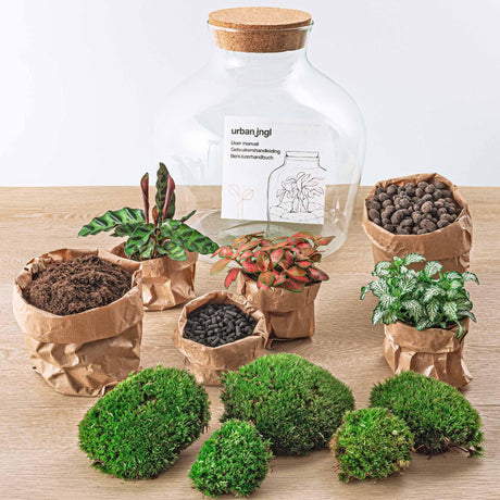 Livraison plante Kit Terrarium DIY - JOY