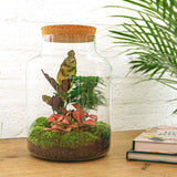 Livraison plante Kit Terrarium DIY - MILA