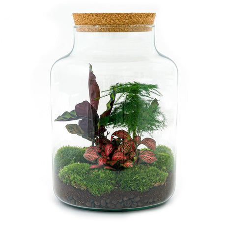 Livraison plante Kit Terrarium DIY - MILA