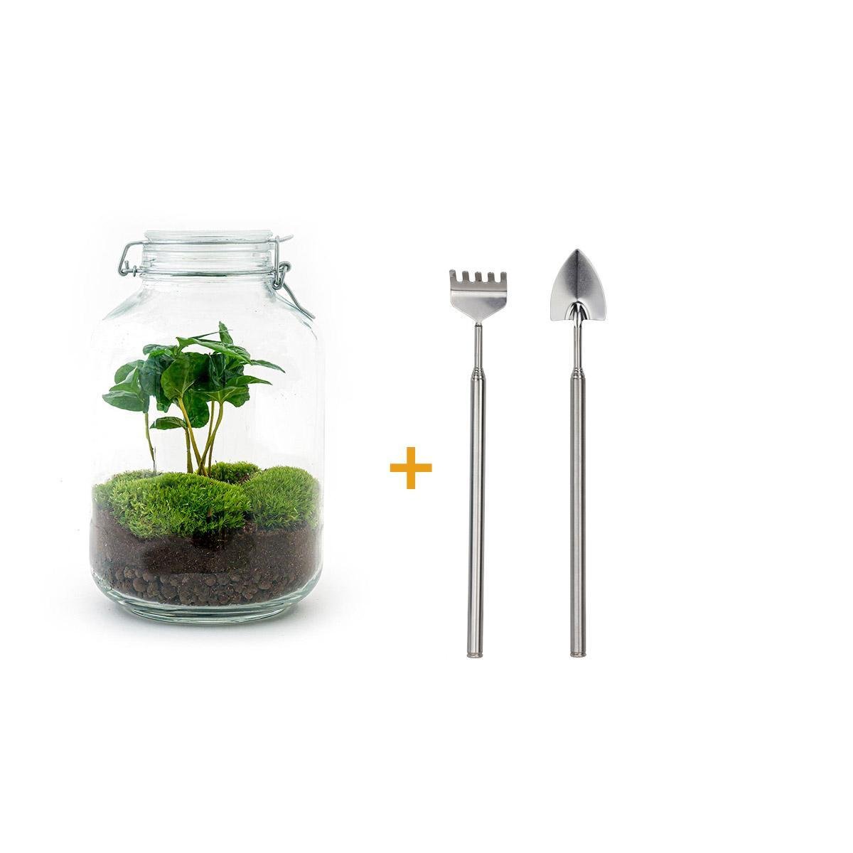 Livraison plante Kit terrarium DIY - OSLO