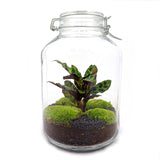 Livraison plante Kit terrarium DIY - OSLO