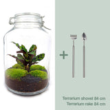 Livraison plante Kit terrarium DIY - OSLO