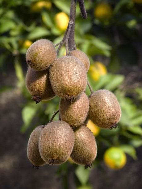 Livraison plante Kiwi (Actinidia deliciosa) 'Jenny' - arbuste fruitier