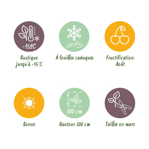 Livraison plante Kiwi doré Actinidia deliciosa – Lot de 2 – Pot 15 cm