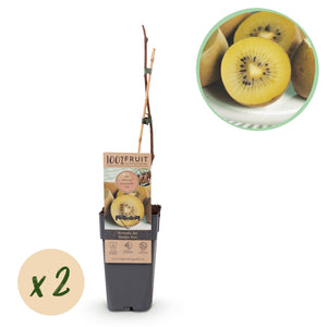 Livraison plante Kiwi doré Actinidia deliciosa – Lot de 2 – Pot 15 cm
