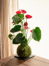 Livraison plante Kokedama - Anthurium