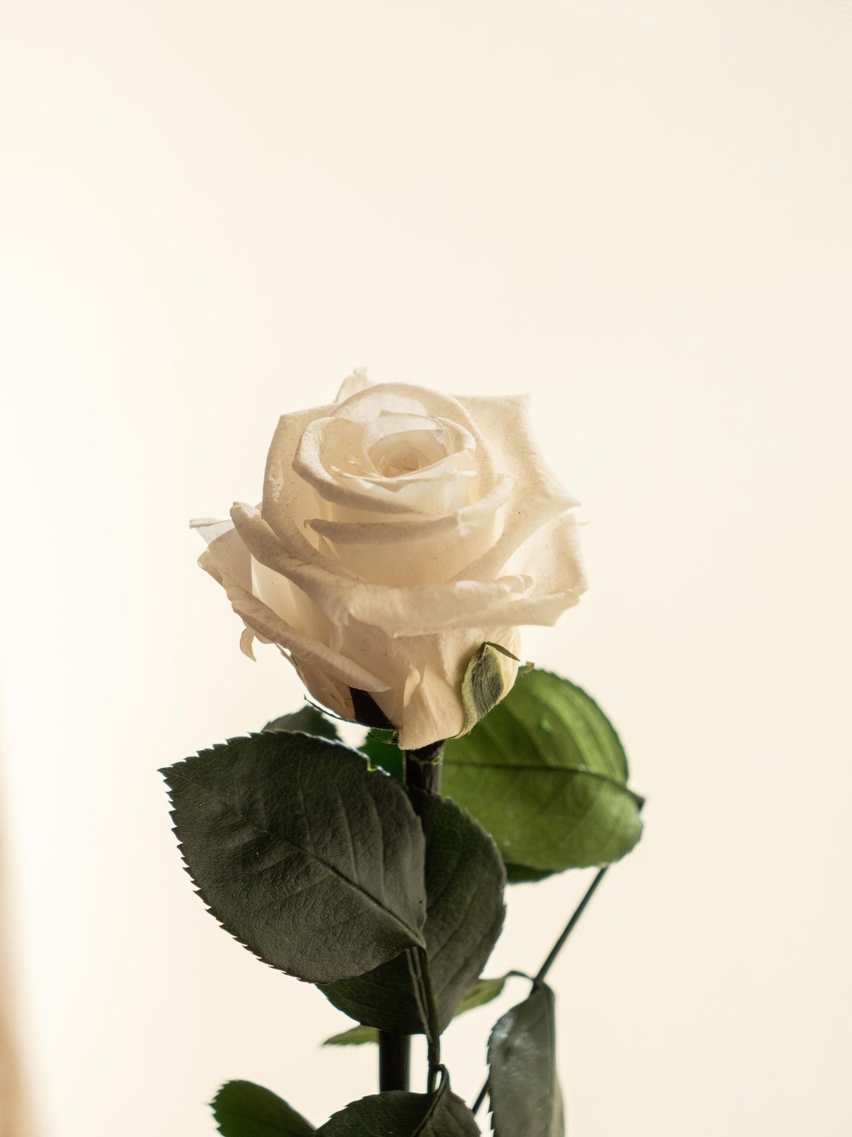 Livraison plante Kokedama - Rose éternelle - St Valentin